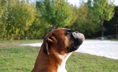 Boxer dog muzzle, in garden, relaxing