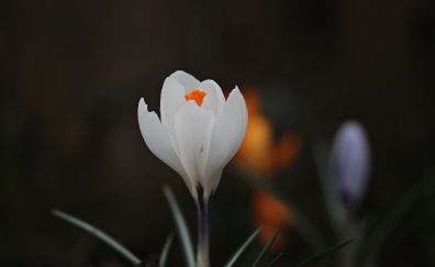 Crocus, white flower, bud, blur