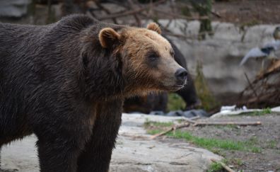 Brown predator, bear, animal, zoo