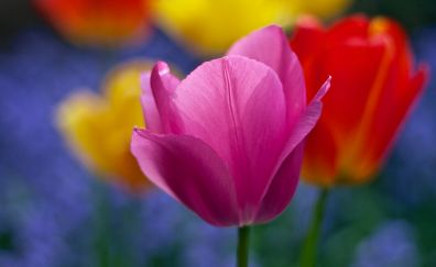 Colorful tulip flowers