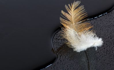 Feather on water black surface