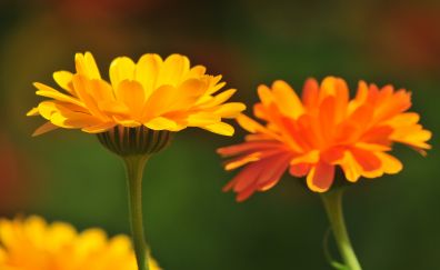 Marigold, yellow flowers, spring, petals