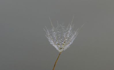 Dandelion flower, drops, minimal