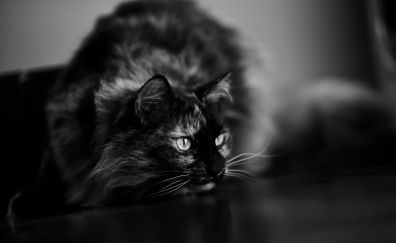 Cat, animal, monochrome