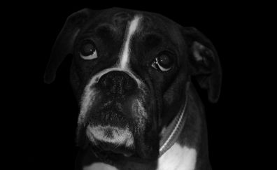 Boxer dog, sad, muzzle, monochrome