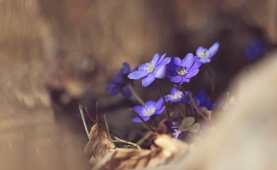 Purple flowers, blur