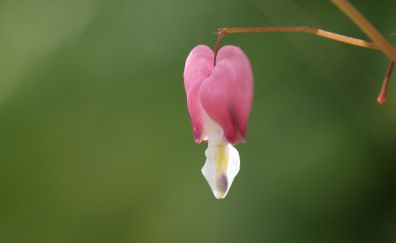 Pink lone flower, Bleeding Heart