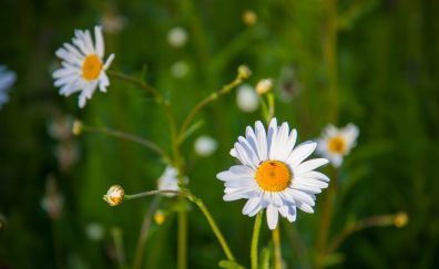 Daisy, flowers field, meadow, summer