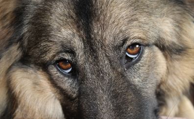 Dog eyes, sad, muzzle