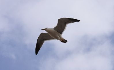 Seagull bird, flying, water bird