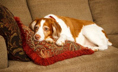 Dog on sofa, pet, spotted animal, relaxed