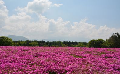 pink flowers Field in summer
