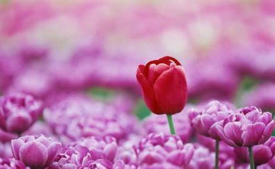 Red tulip, pink tulips, farm, spring, blur