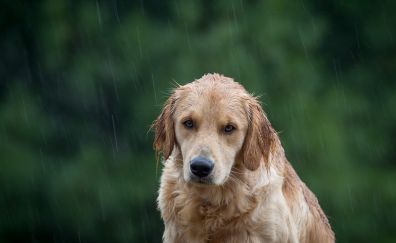 Golden retriever dog, enjoying rain
