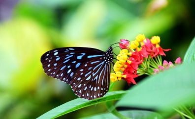 Butterfly, small colorful flowers