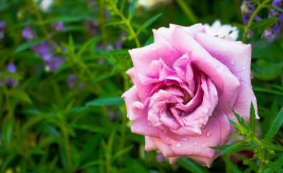 Pink rose, flower bud