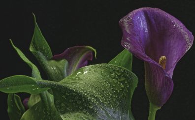 Calla lily, Arum-lily, purple flower, close up, water drops