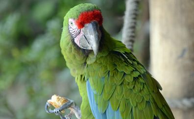 Parrot bird, eating