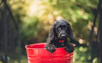 Dog puppy, bucket, sitting