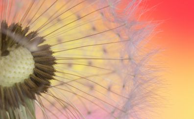 Dandelion, beautiful, seeds, close up