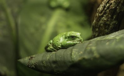Tropical frog, green toad, animal