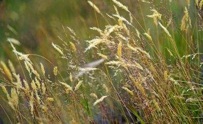 Meadow, grass threads
