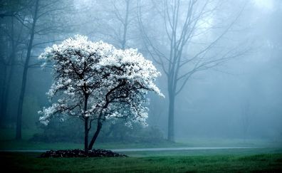 Winter, blossom, tree, nature, mist