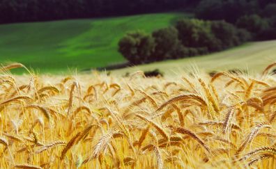 Golden Wheat field, landscape