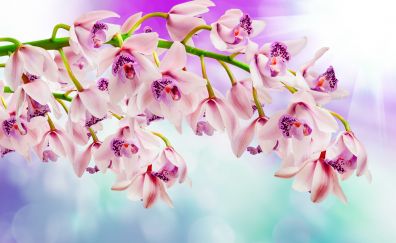 Orchid, pink flowers, spring