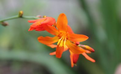 Orange flower close up