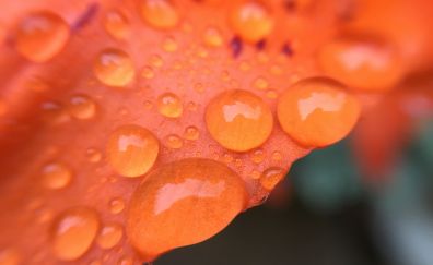 Rain drops on petals, flower