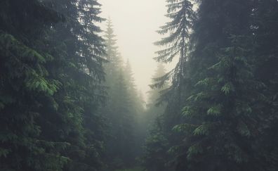 Tree of forest, green tree, mist