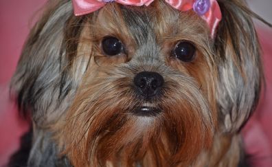 Yorkshire Terrier, domestic animal, muzzle