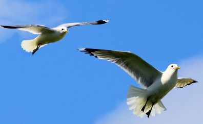 Birds, seagulls, flight
