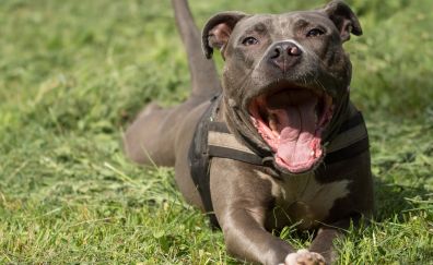 Pit bull dog, yawn, grass field