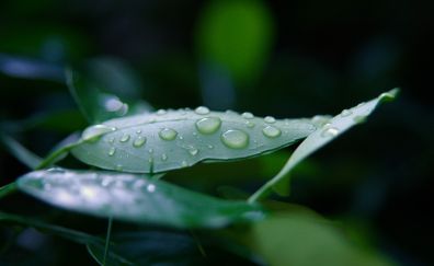 Lemon leaf, dew drops, close up