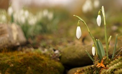 Snowdrops flowers, spring, blur