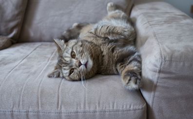 Lazy cat on sofa, lying