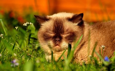 British Shorthair, sleep, grass, meadow