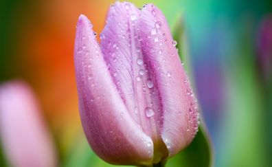Pink Tulip flower, drops, close up