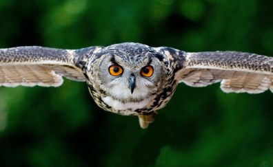 Owl bird flying, predator