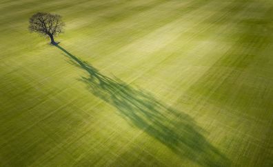 Tree shadow, aerial view, landscape