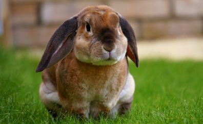 Rabbit, sit, grass, cute bunny
