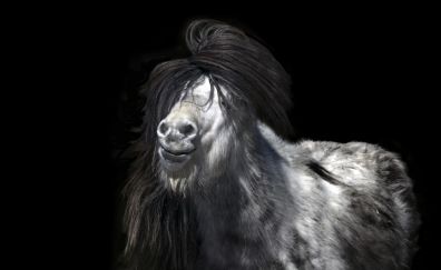Happy horse, animal, monochrome