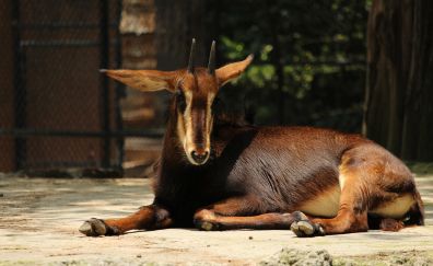 Goat animal in zoo, sitting