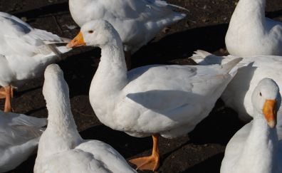 Goose, duck, white birds