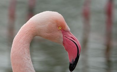 Pink bird, flamingo's neck