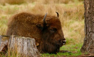 Bison animal, furry animal, sitting