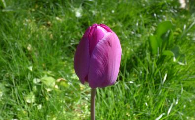 Pink tulip bud, flower, grass