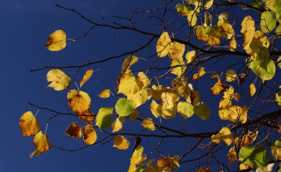 Yellow leaves on branch of tree spring